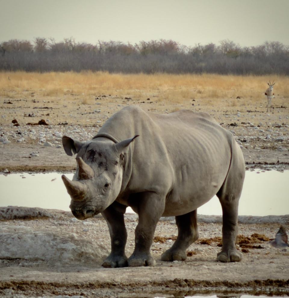 Black rhino at a waterhole with a springbok behind