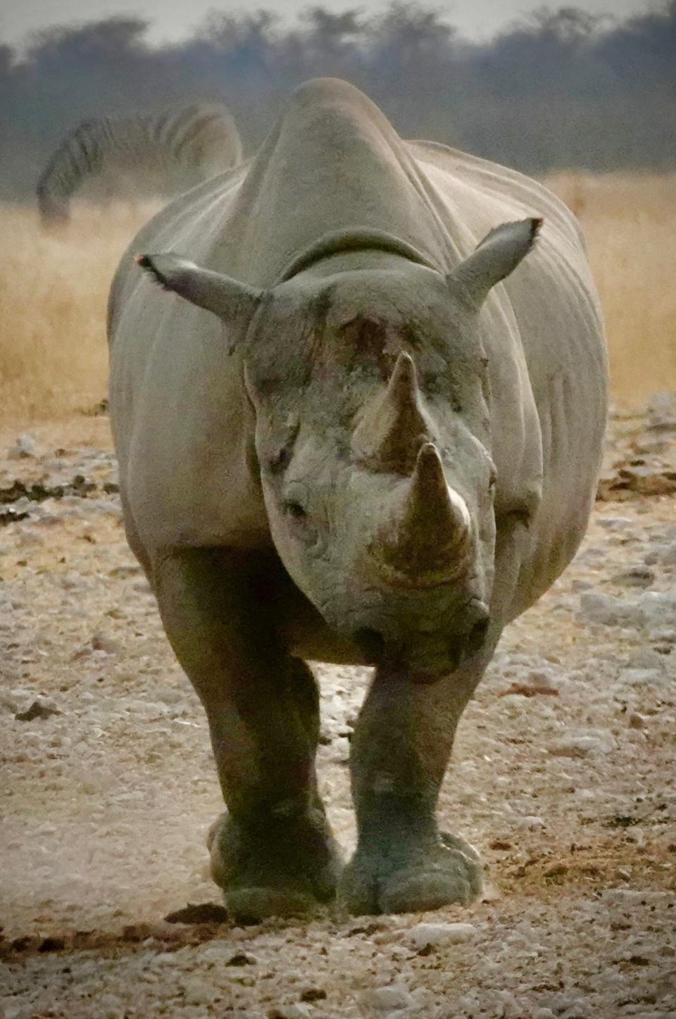Black rhino walking towards the camera