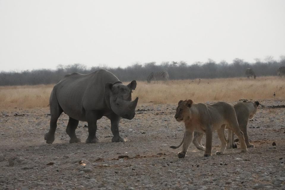 14-Day Trans-Kalahari Round-Trip Safari