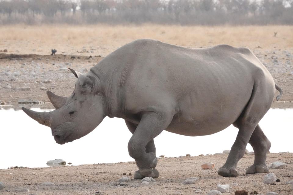 A black rhino at the edge of the waterhole