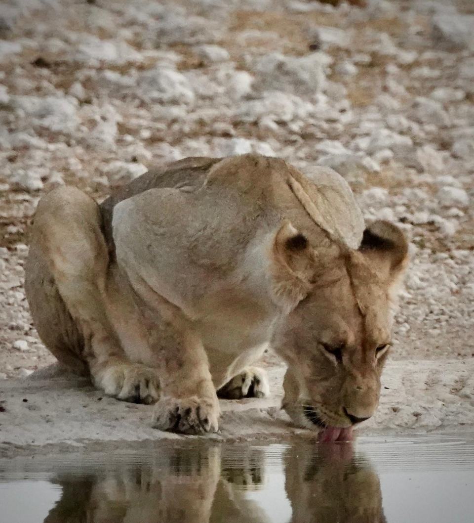 Lioness drinking at a waterhole