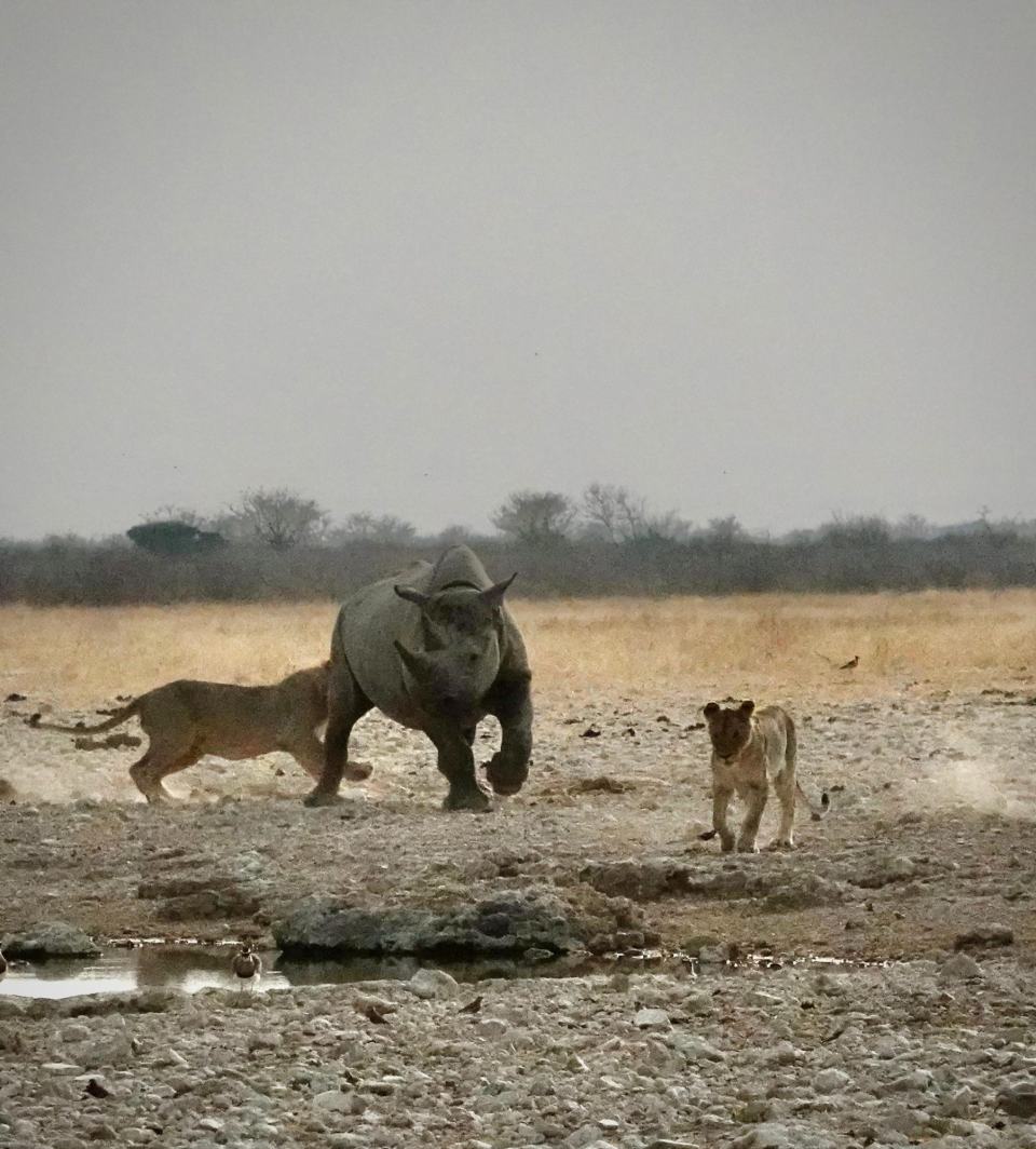 Black rhino with lion cubs at a waterhole