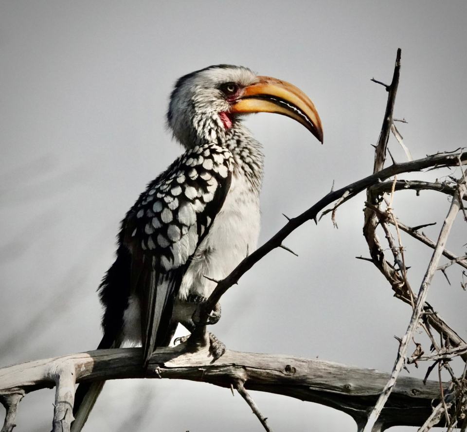 Windhoek birding day trips