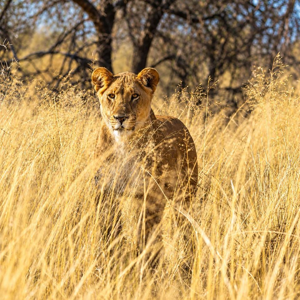 Lioness in the grass