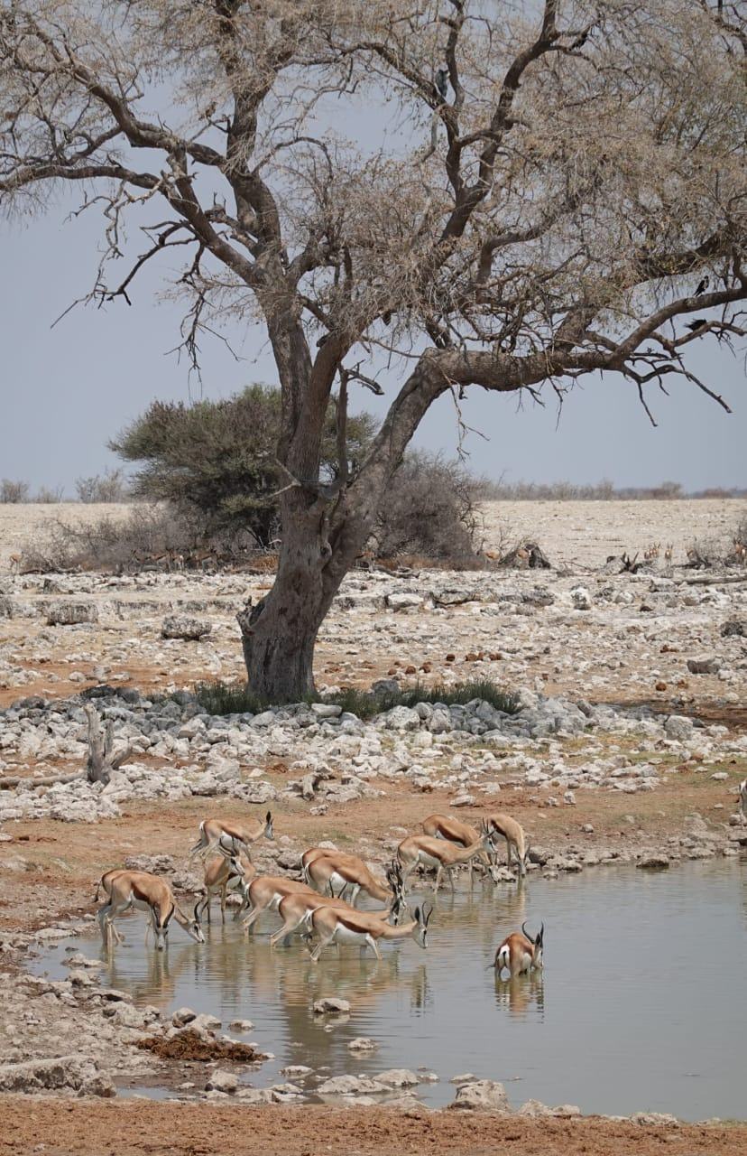 Springbok drinking beneath an old acacia