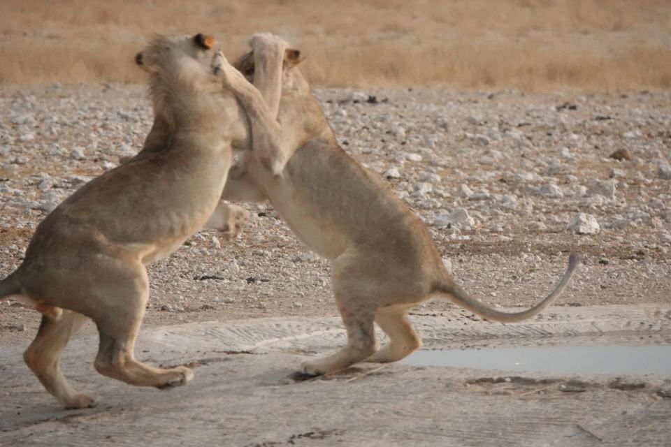 Full-Day Game Safari Across Etosha