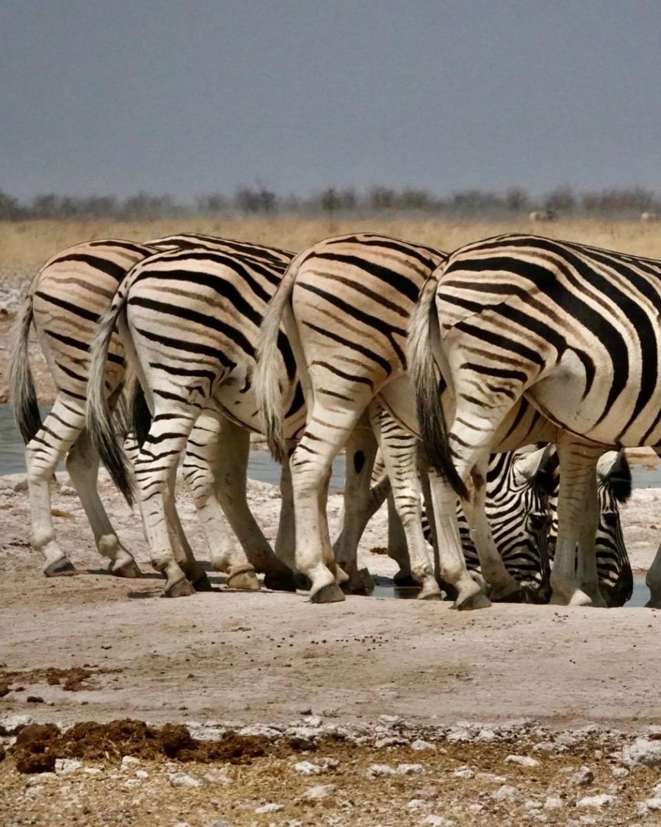 Plains zebra line up to drink at the waterhole
